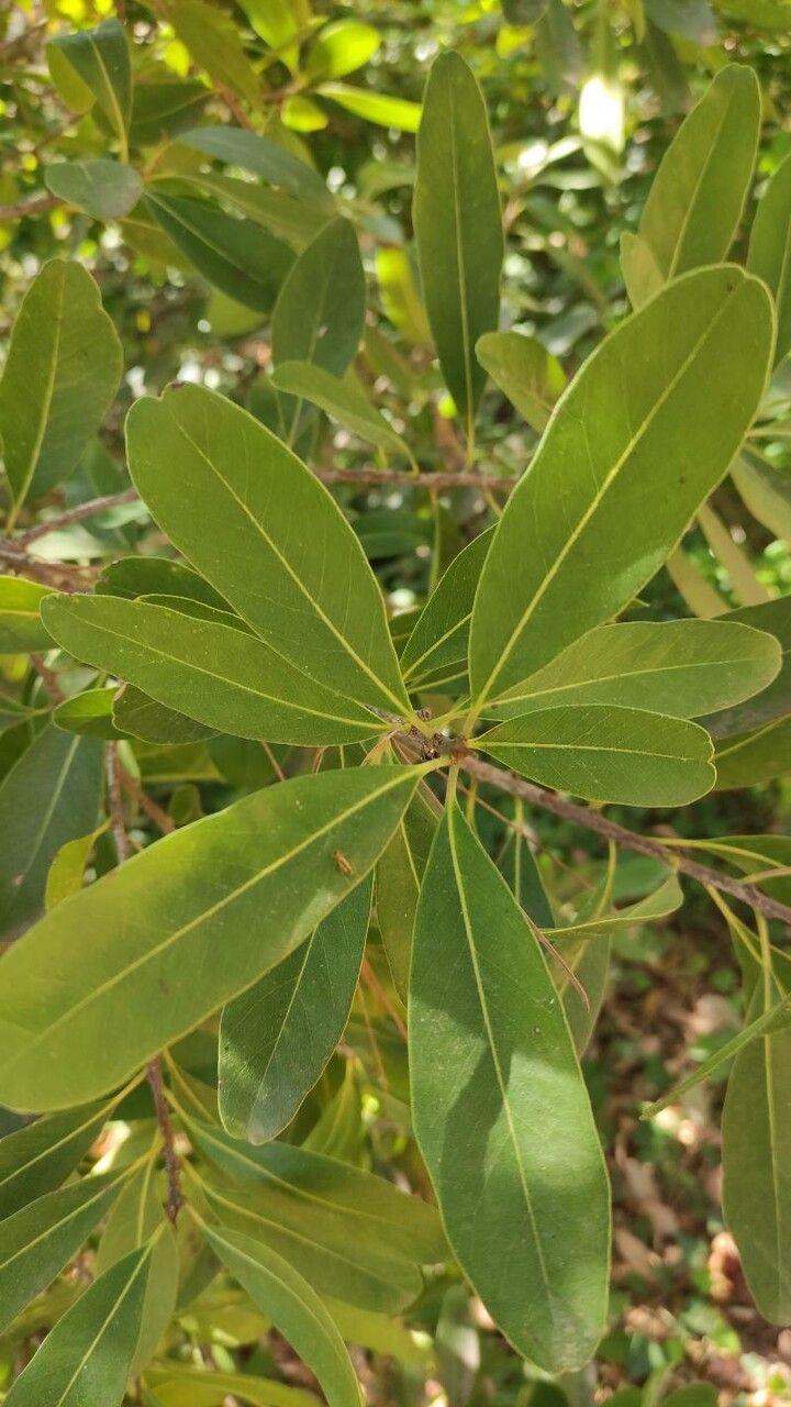 Sideroxylon inerme — houseplant care guide