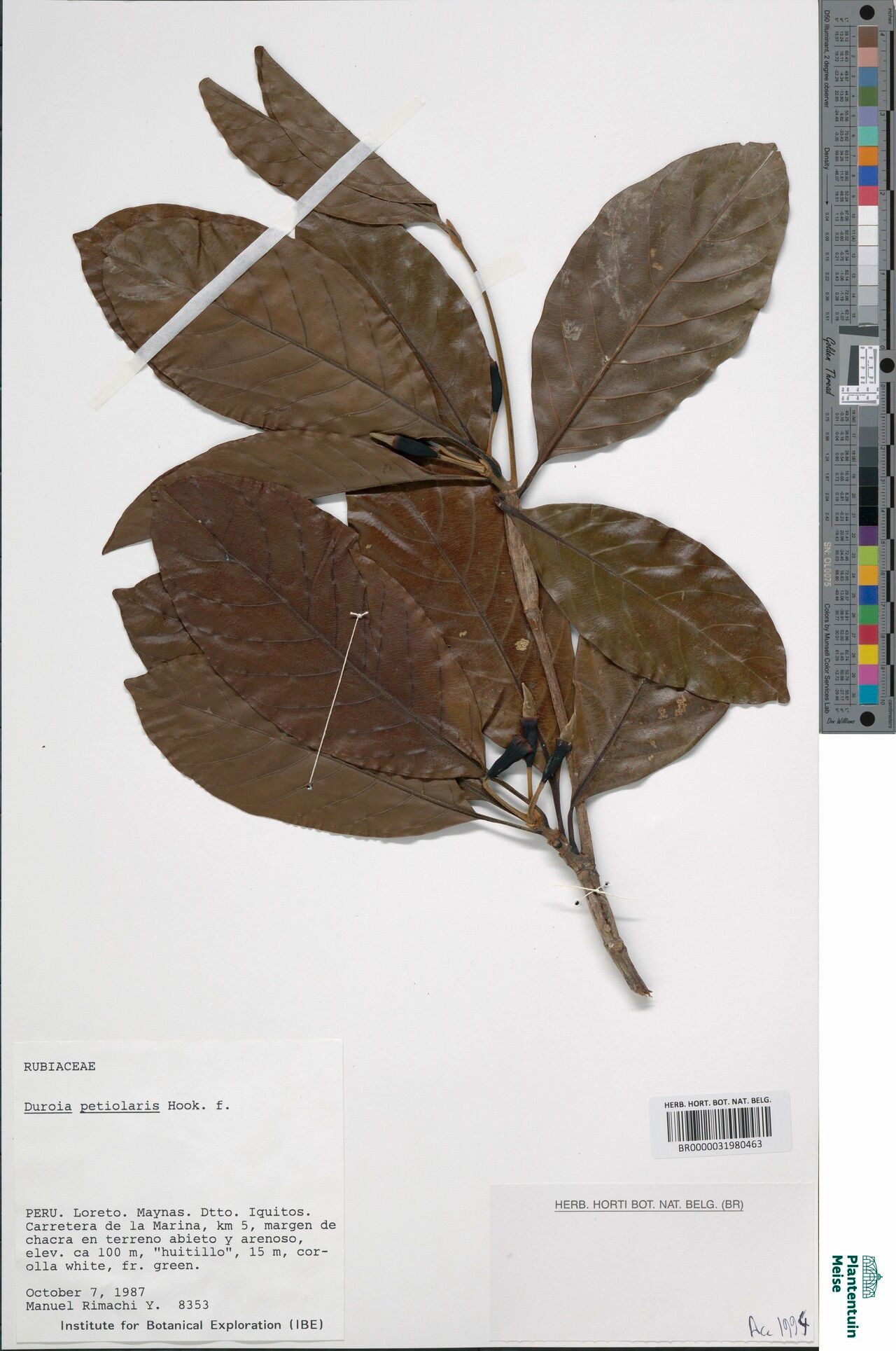 Duroia petiolaris — houseplant care guide