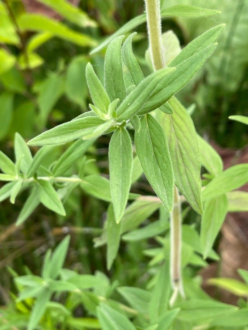 Pycnanthemum verticillatum leaf