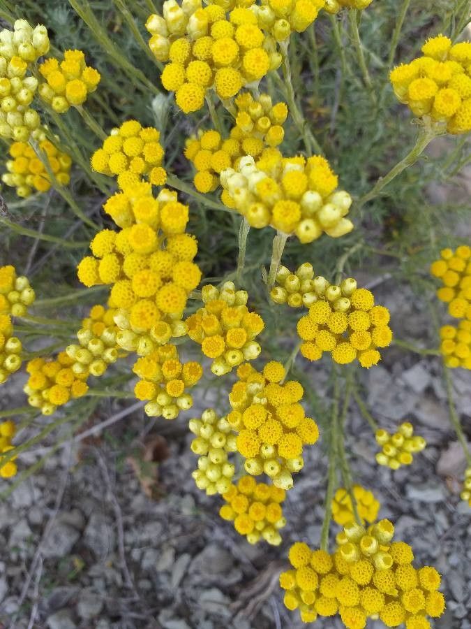 Helichrysum stoechas flower
