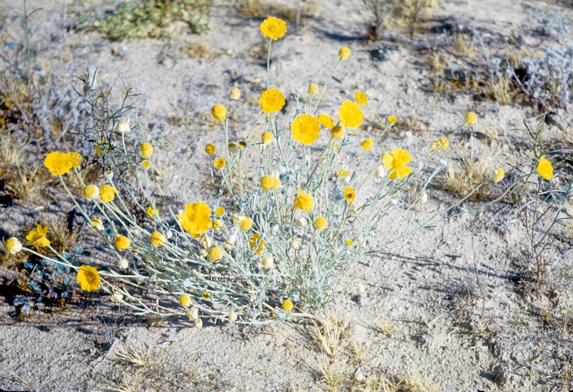 Baileya pleniradiata — related species from the same genus