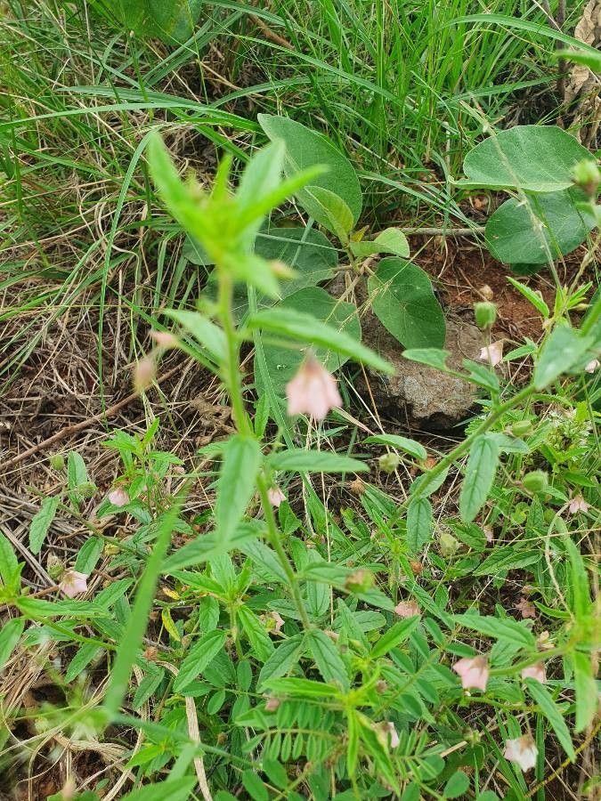 Hermannia kirkii leaf