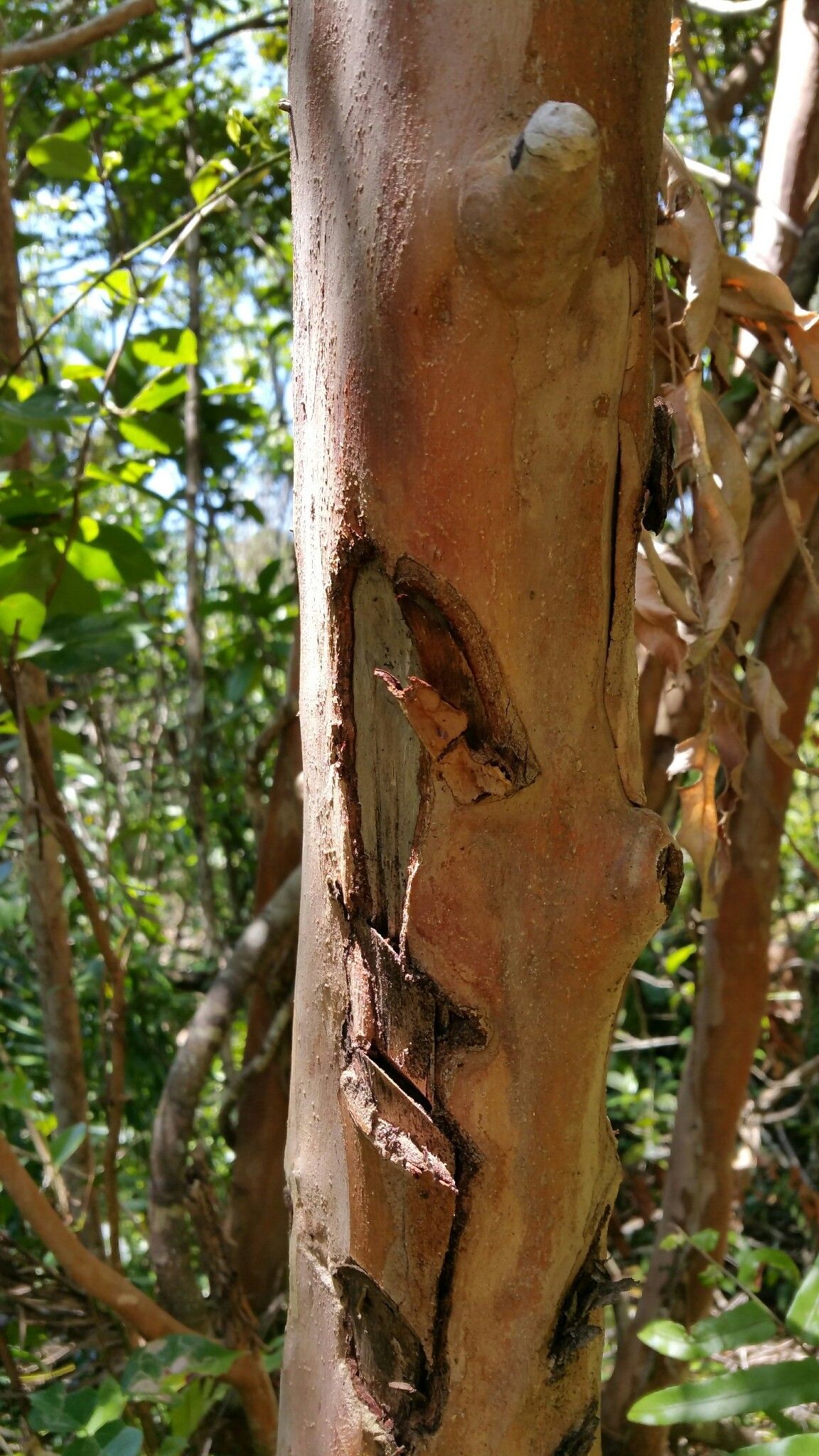 Macaranga oblongifolia bark