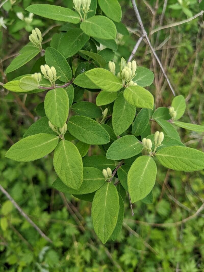 Lonicera morrowii leaf