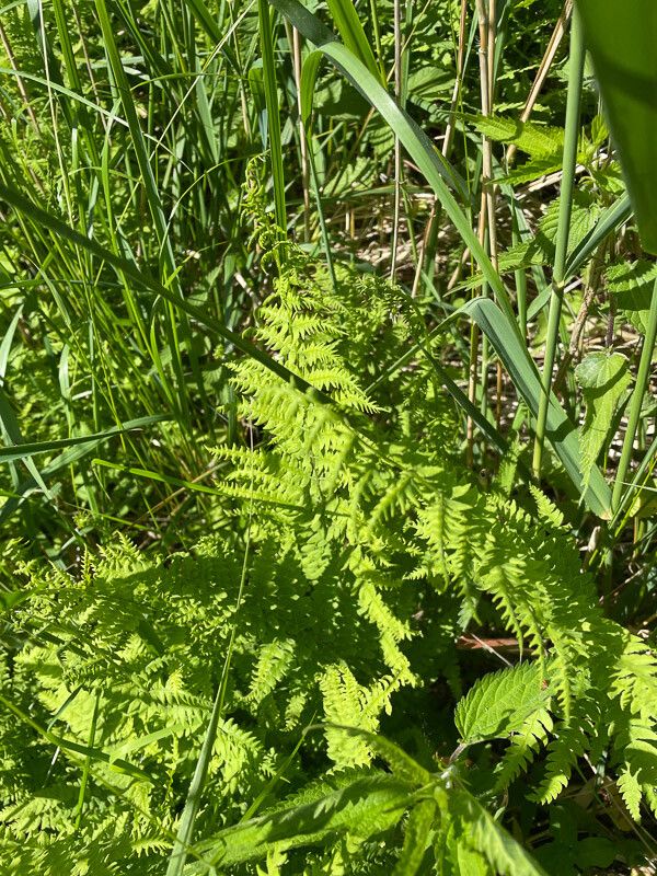 Thelypteris palustris habit