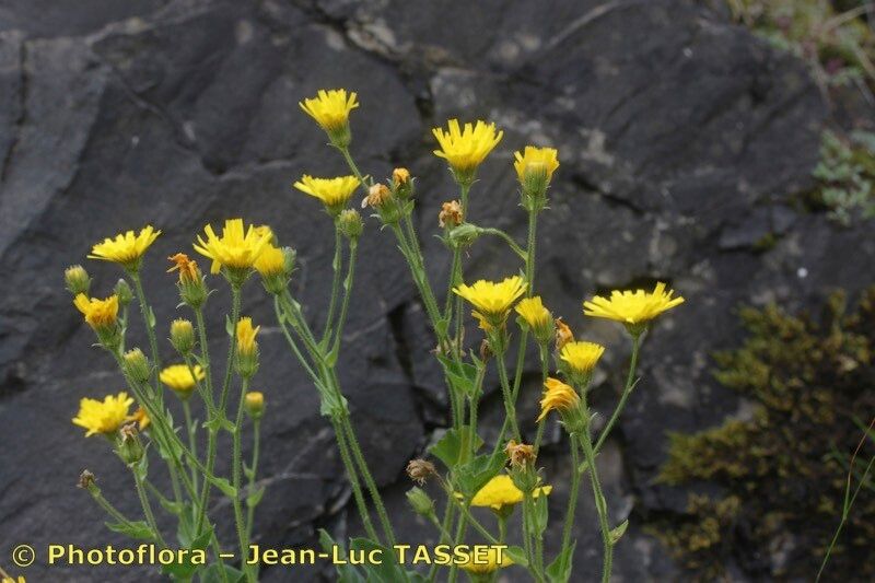Hieracium pulmonarioides flower
