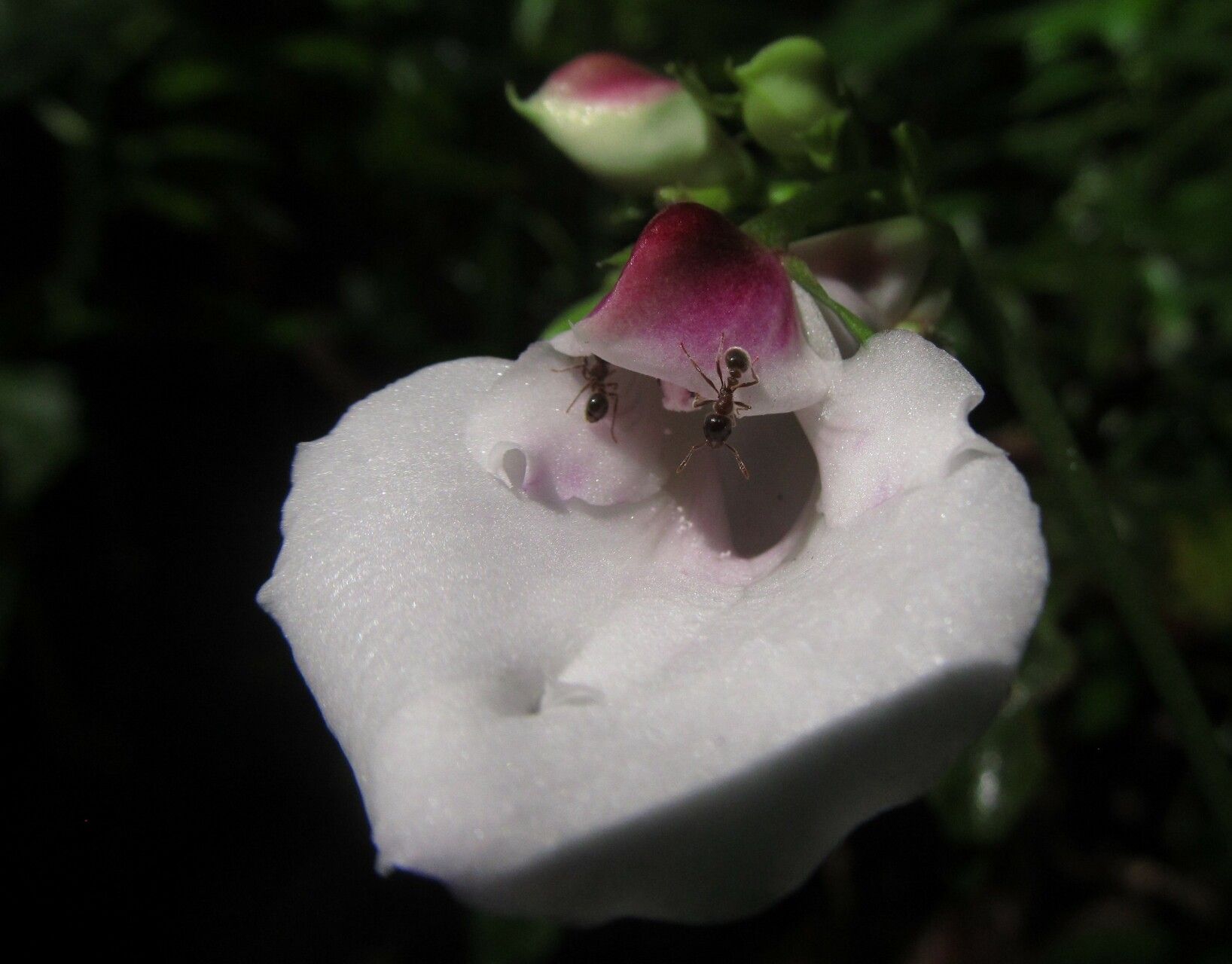 Impatiens macroptera flower