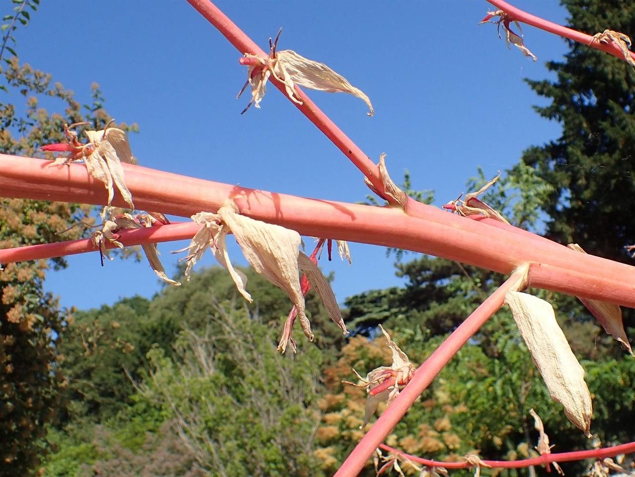Beschorneria yuccoides bark