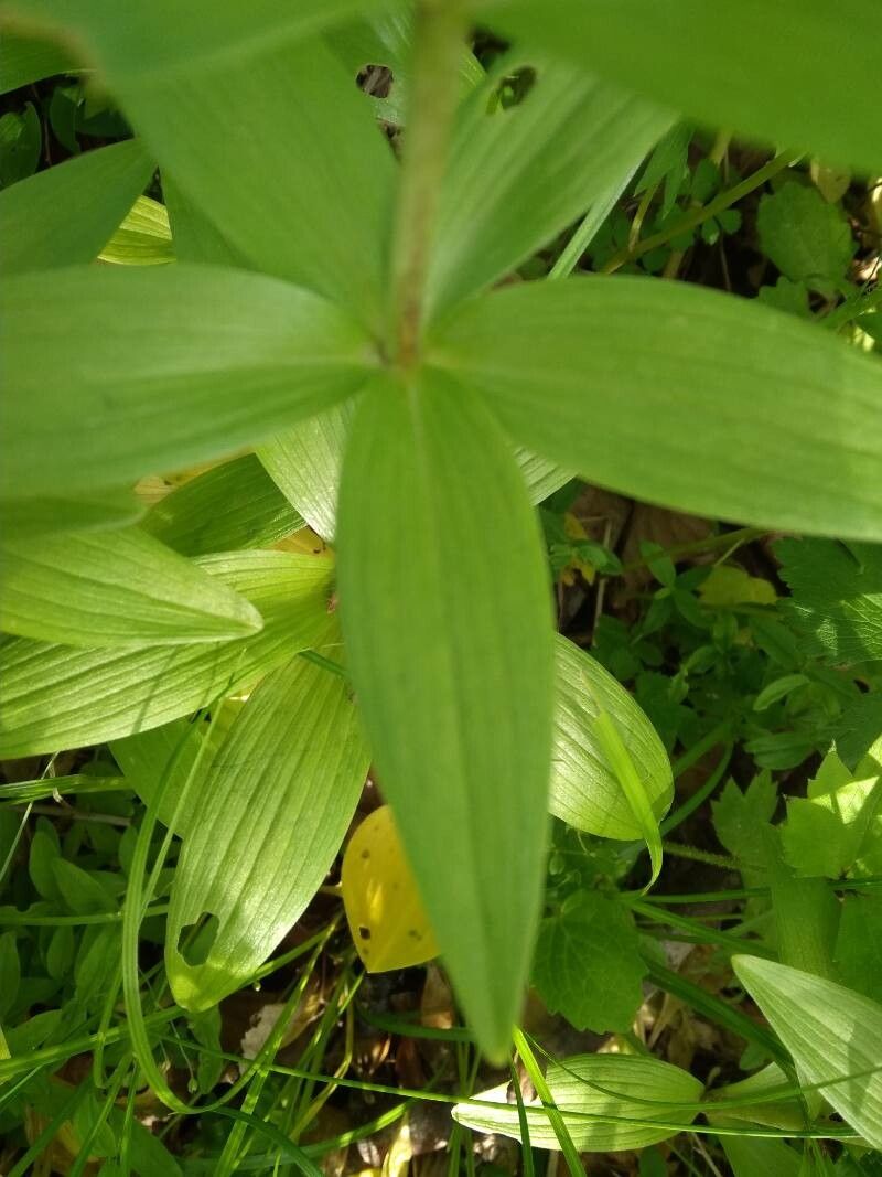 Fritillaria camschatcensis — search result for 'Liliaceae'