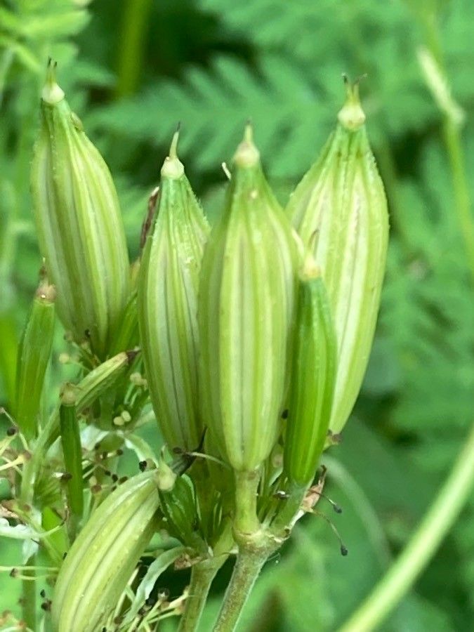 Myrrhis odorata fruit