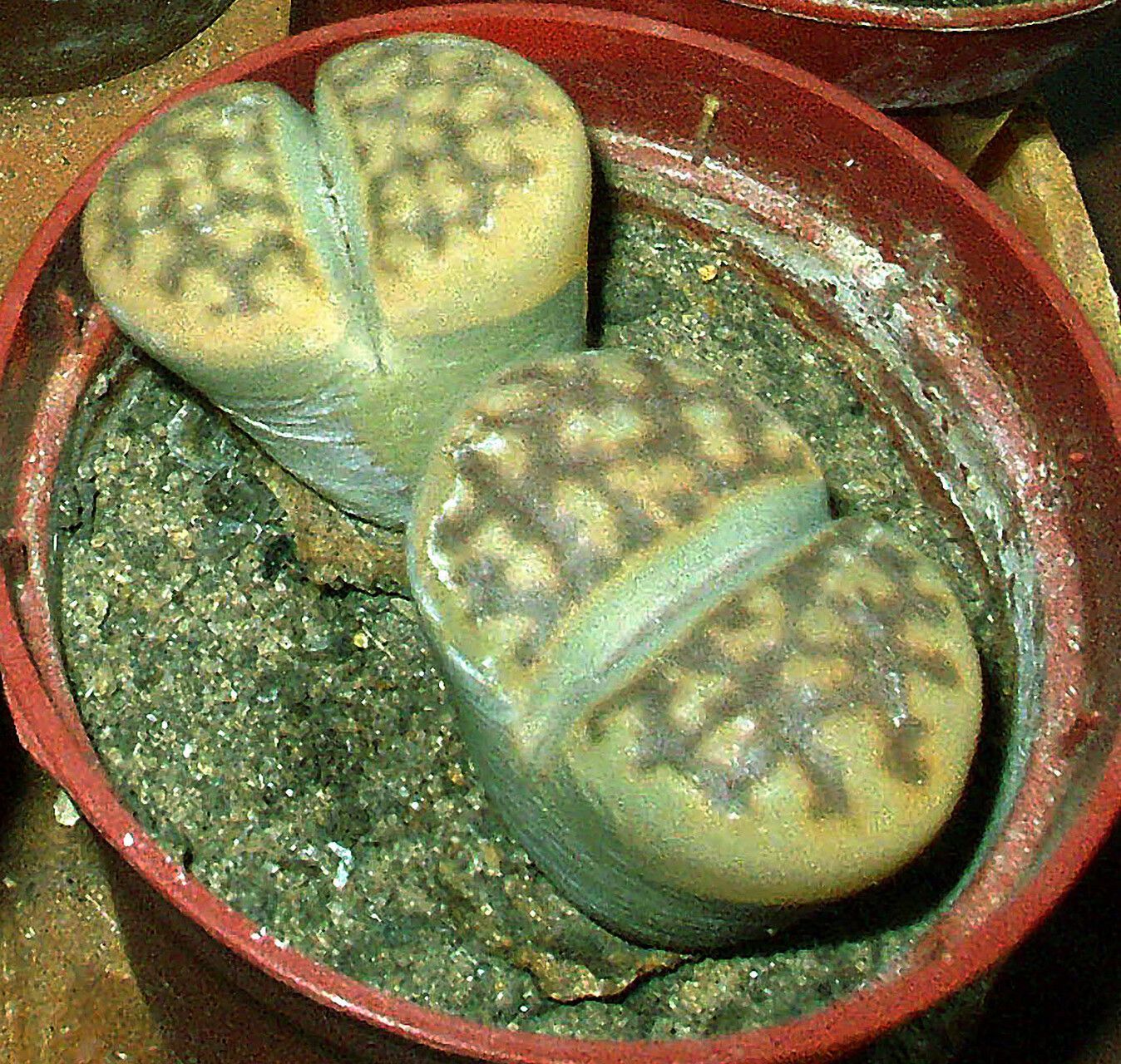 Lithops marmorata — search result for 'Lithops'