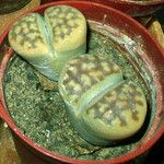 Lithops marmorata