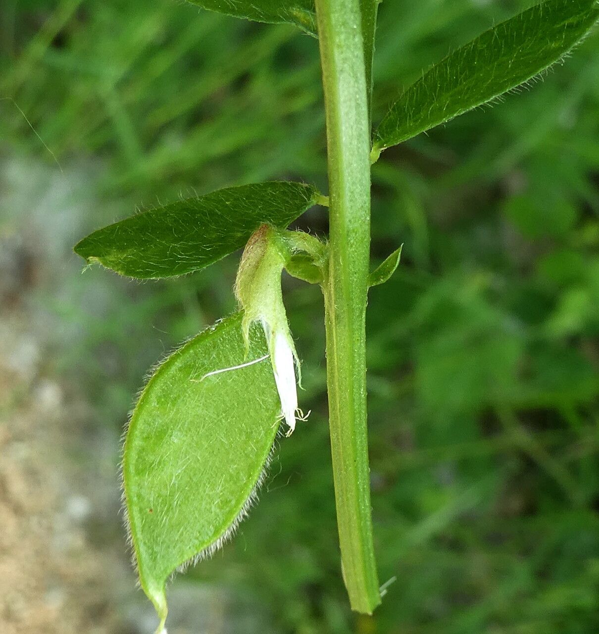 Vicia hybrida fruit