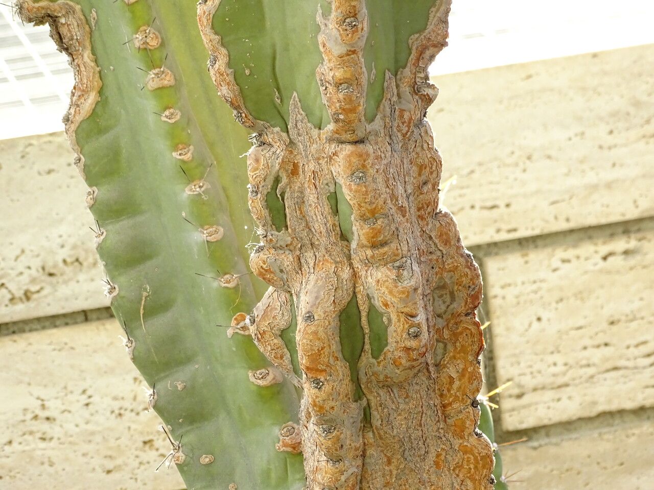 Cereus repandus bark