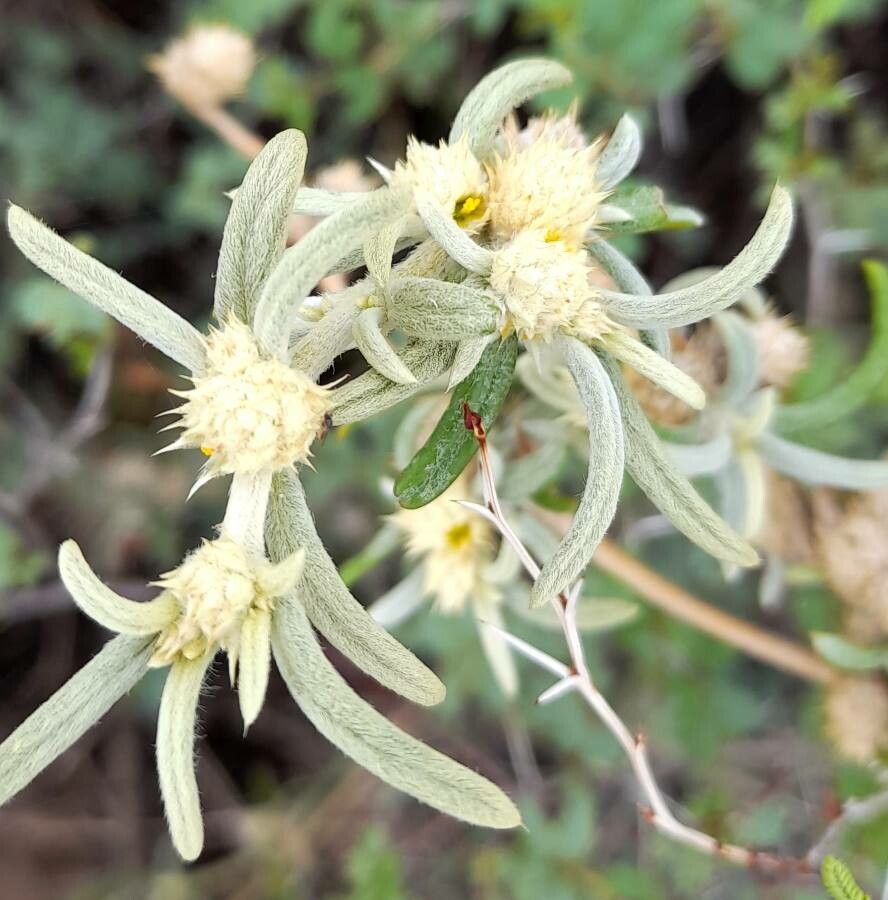 Alternanthera nodifera — search result for 'Alternanthera'