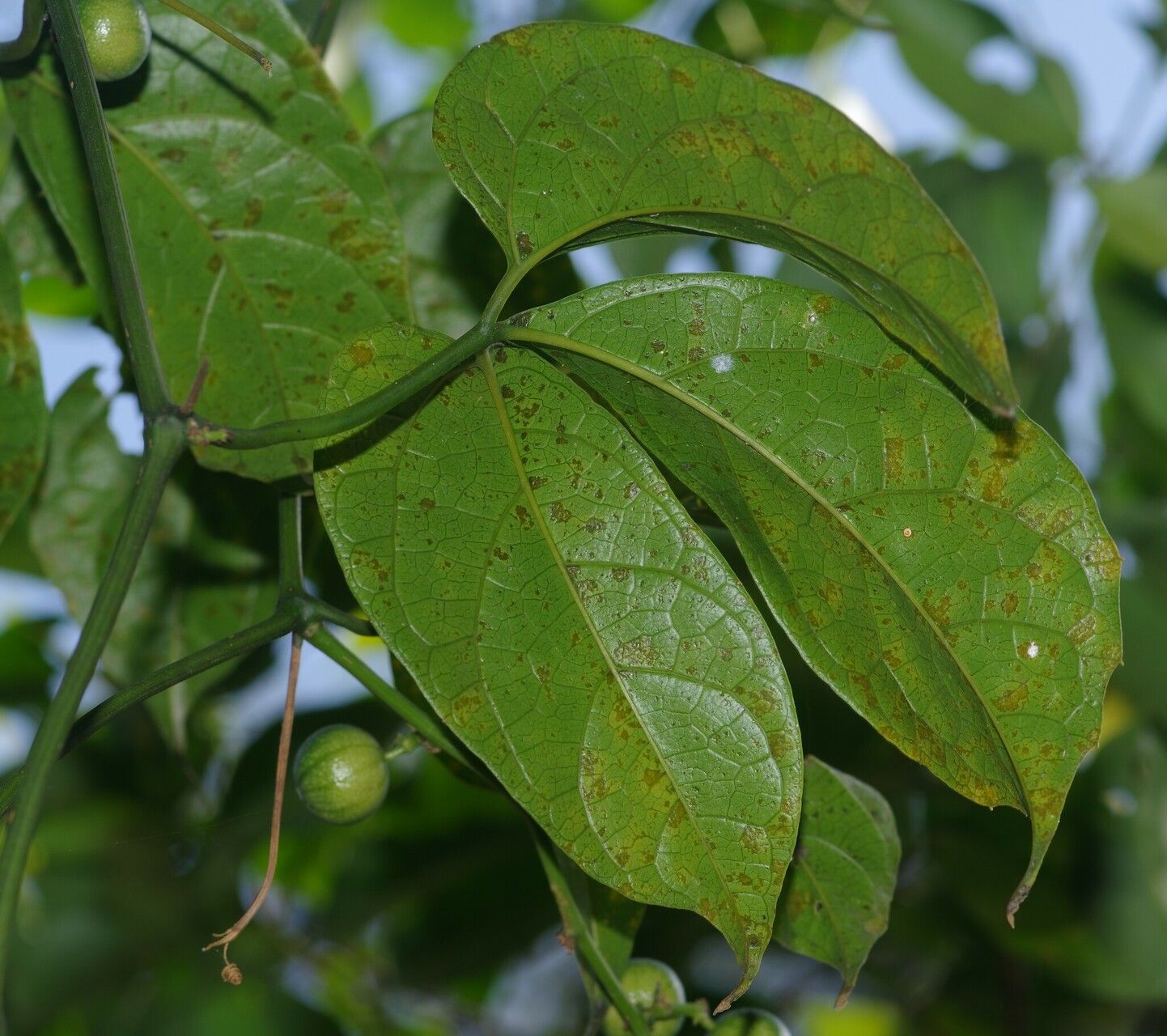 Cayaponia rigida leaf