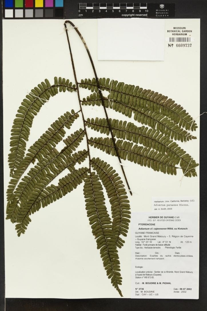Adiantum paraense other