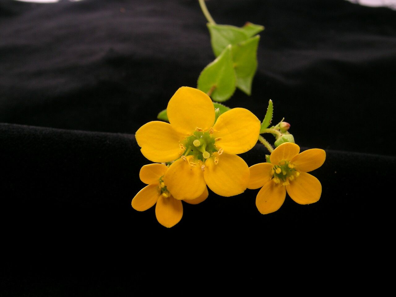 Saxifraga kingiana — search result for 'Saxifraga'