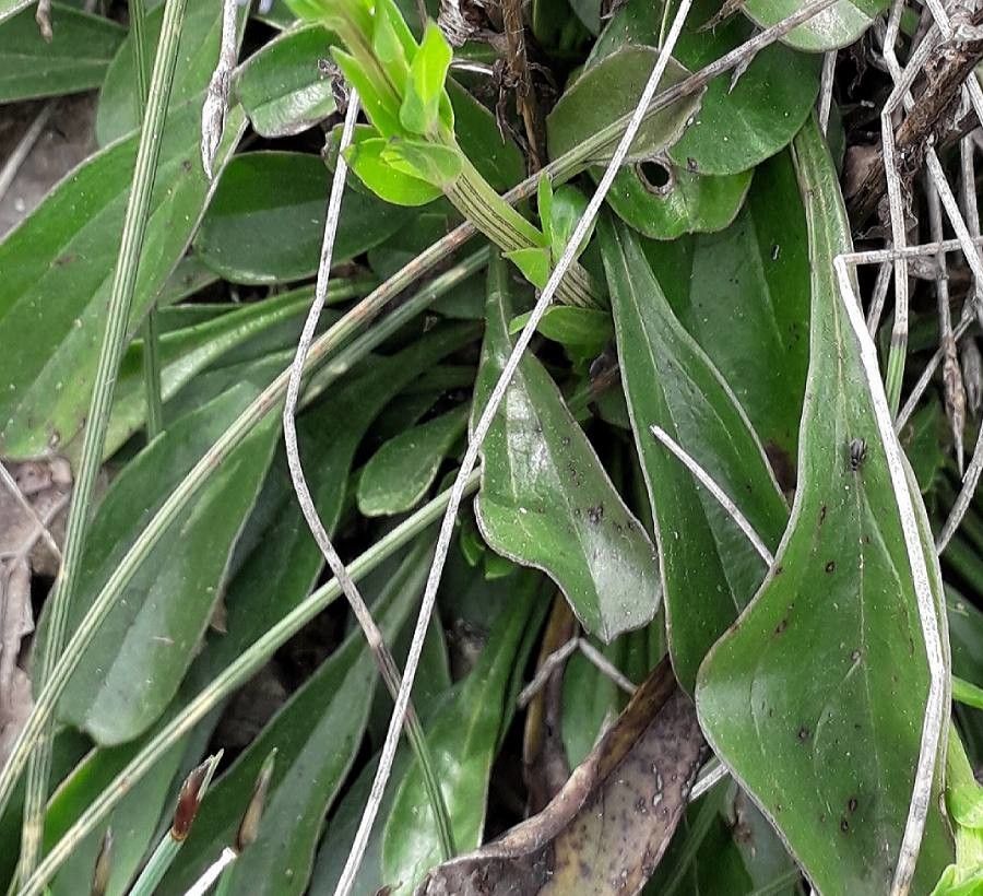 Globularia vulgaris leaf
