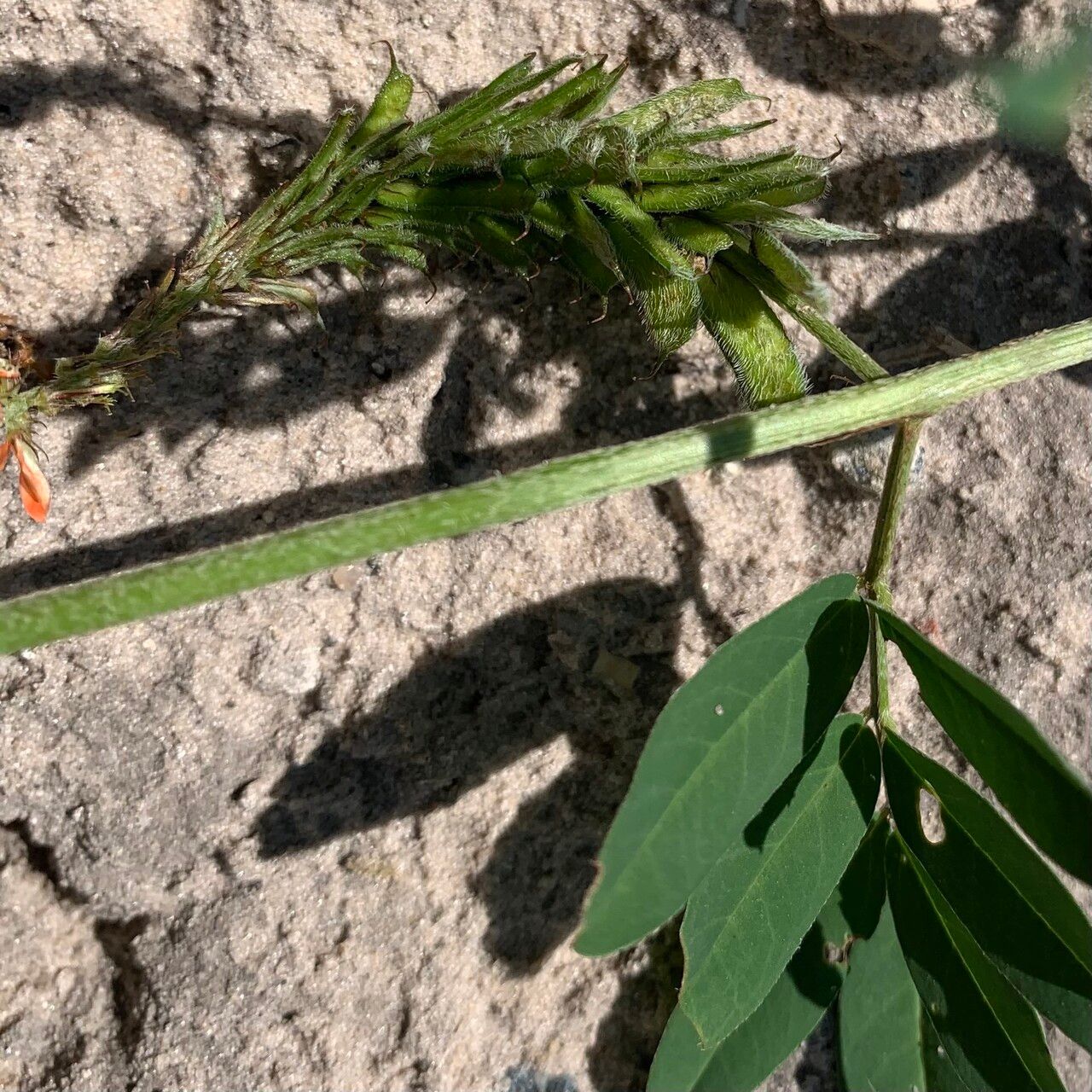 Indigofera hochstetteri fruit