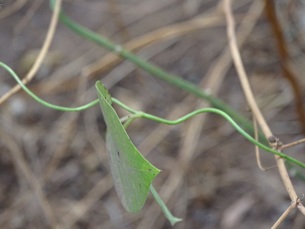 Leptadenia lanceolata bark