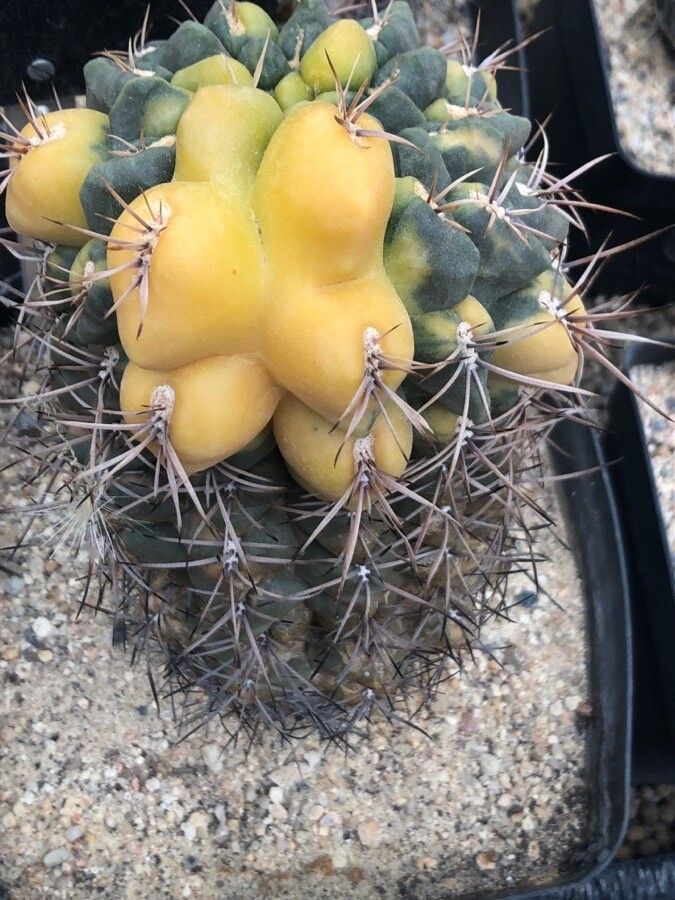 Gymnocalycium saglionis