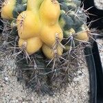 Gymnocalycium saglionis