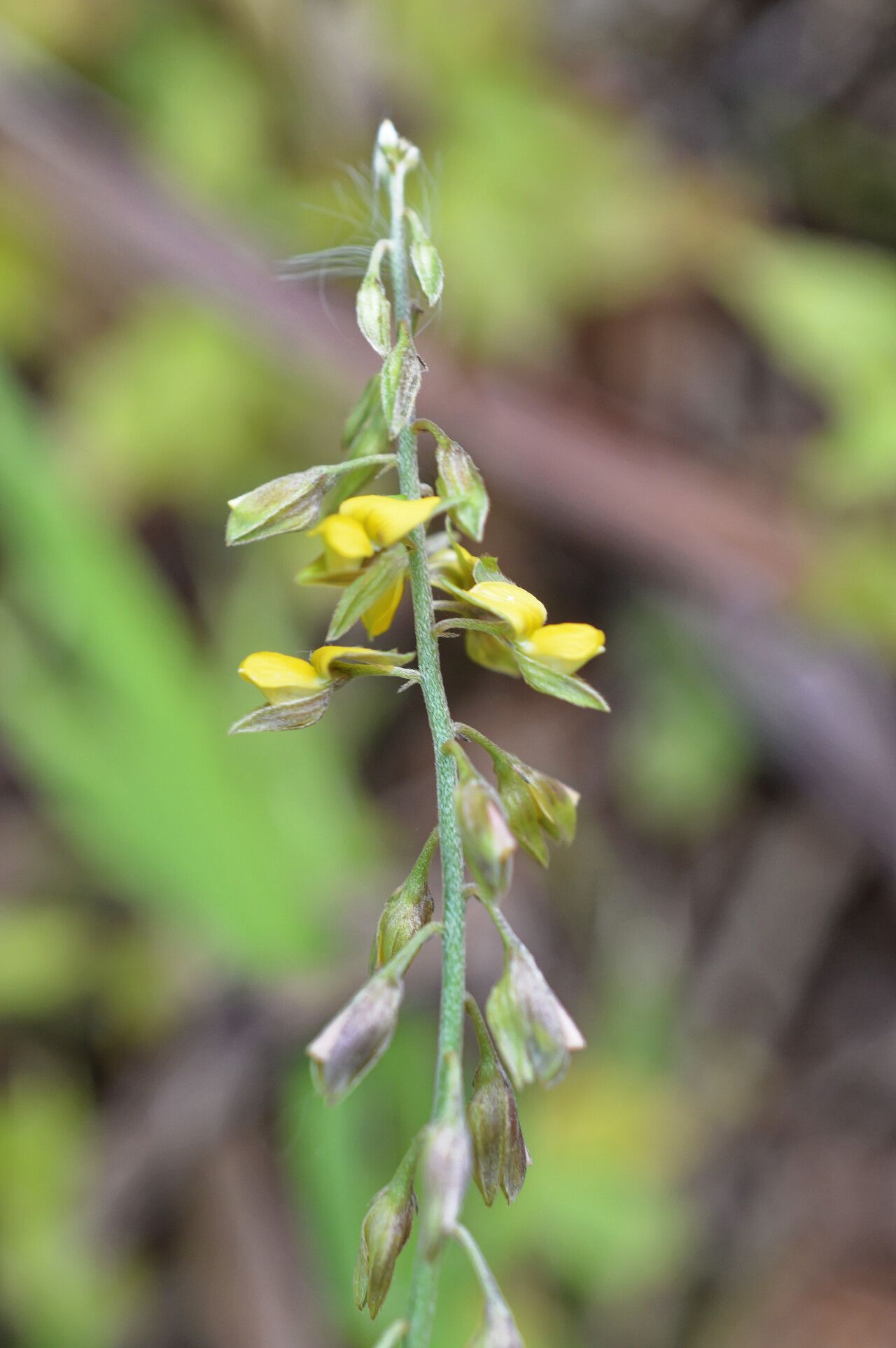 Crotalaria albida flower