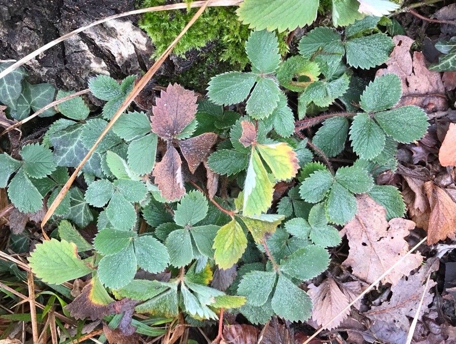 Potentilla micrantha leaf