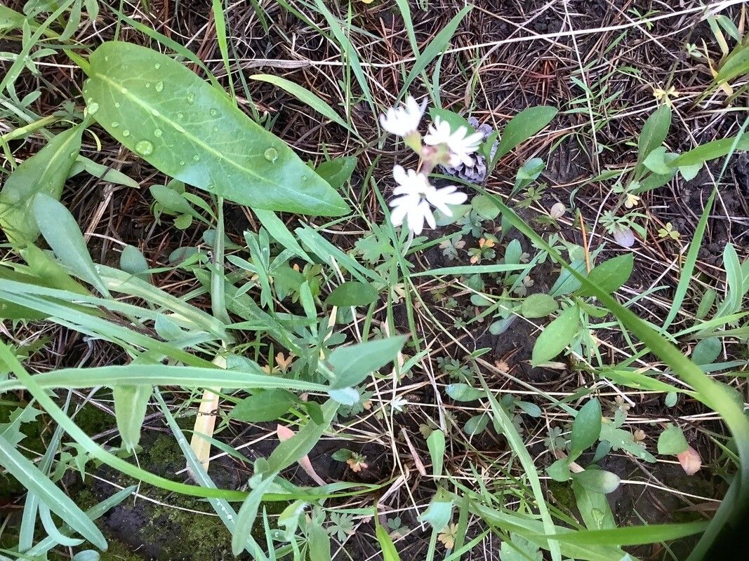 Lithophragma affine flower