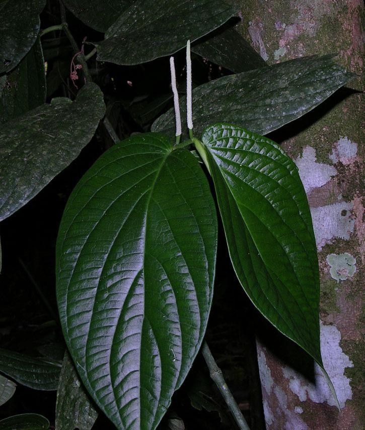 Piper sinuatifolium — houseplant care guide