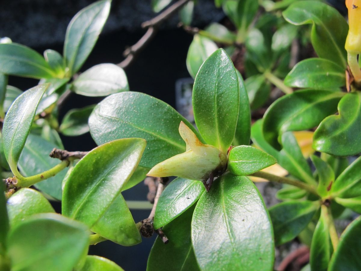 Rhododendron acrophilum leaf