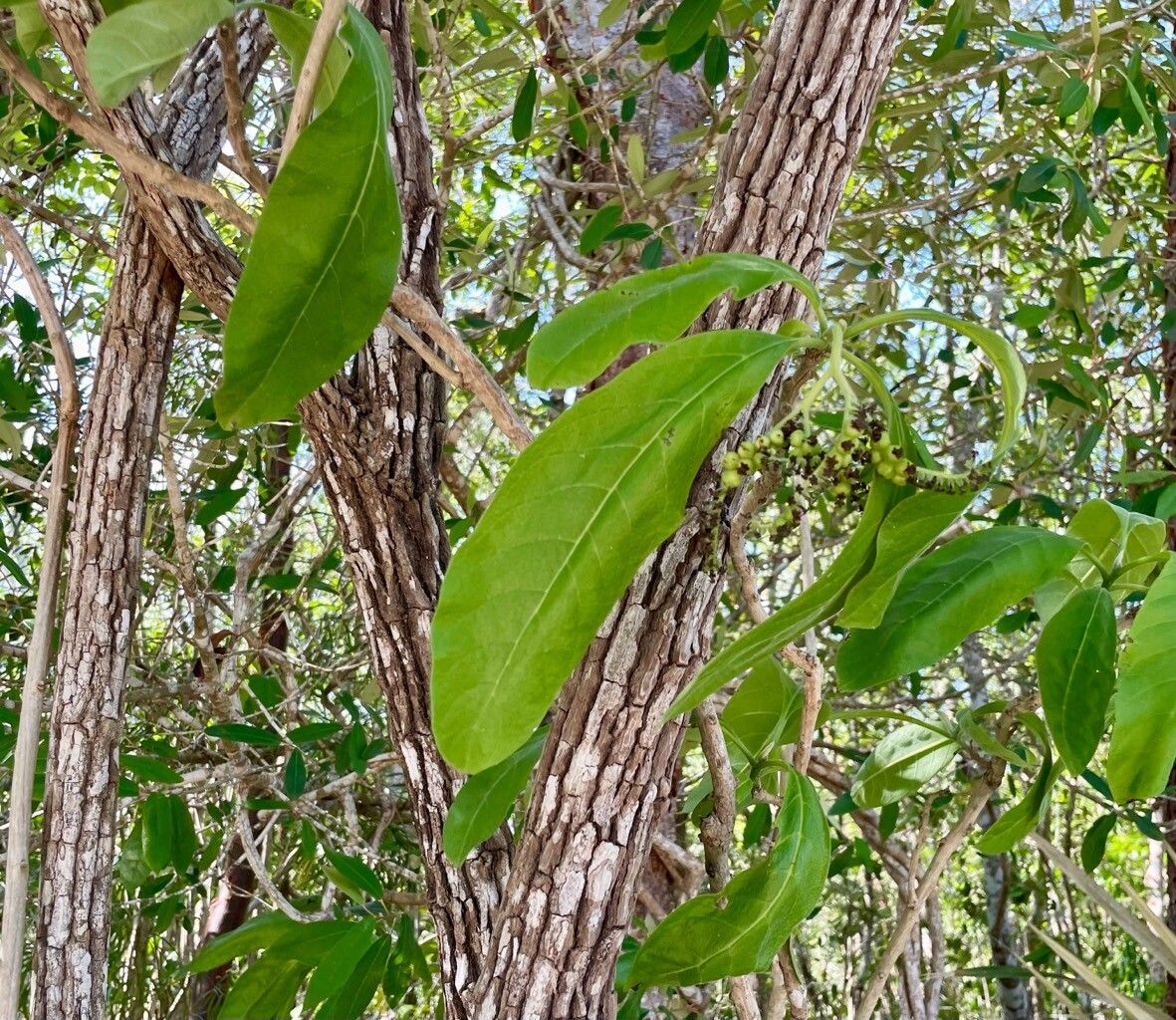 Heliotropium astrotrichum — search result for 'Heliotropium'