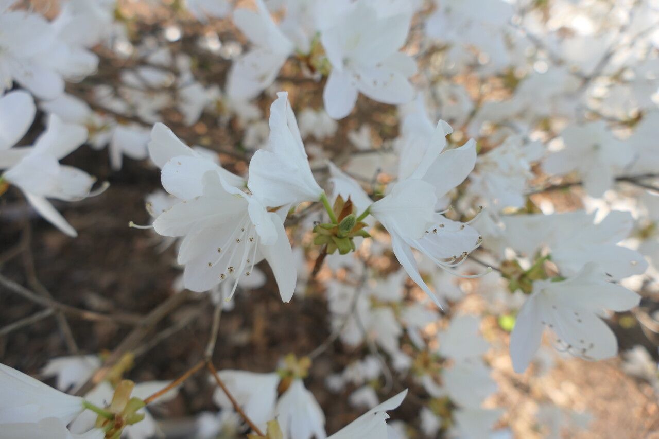Rhododendron wadanum flower