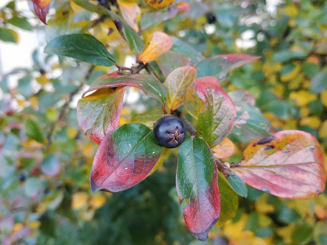 Cotoneaster lucidus fruit