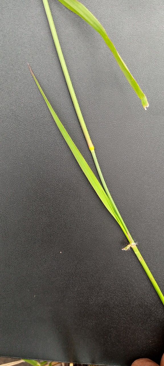 Eragrostis superba leaf