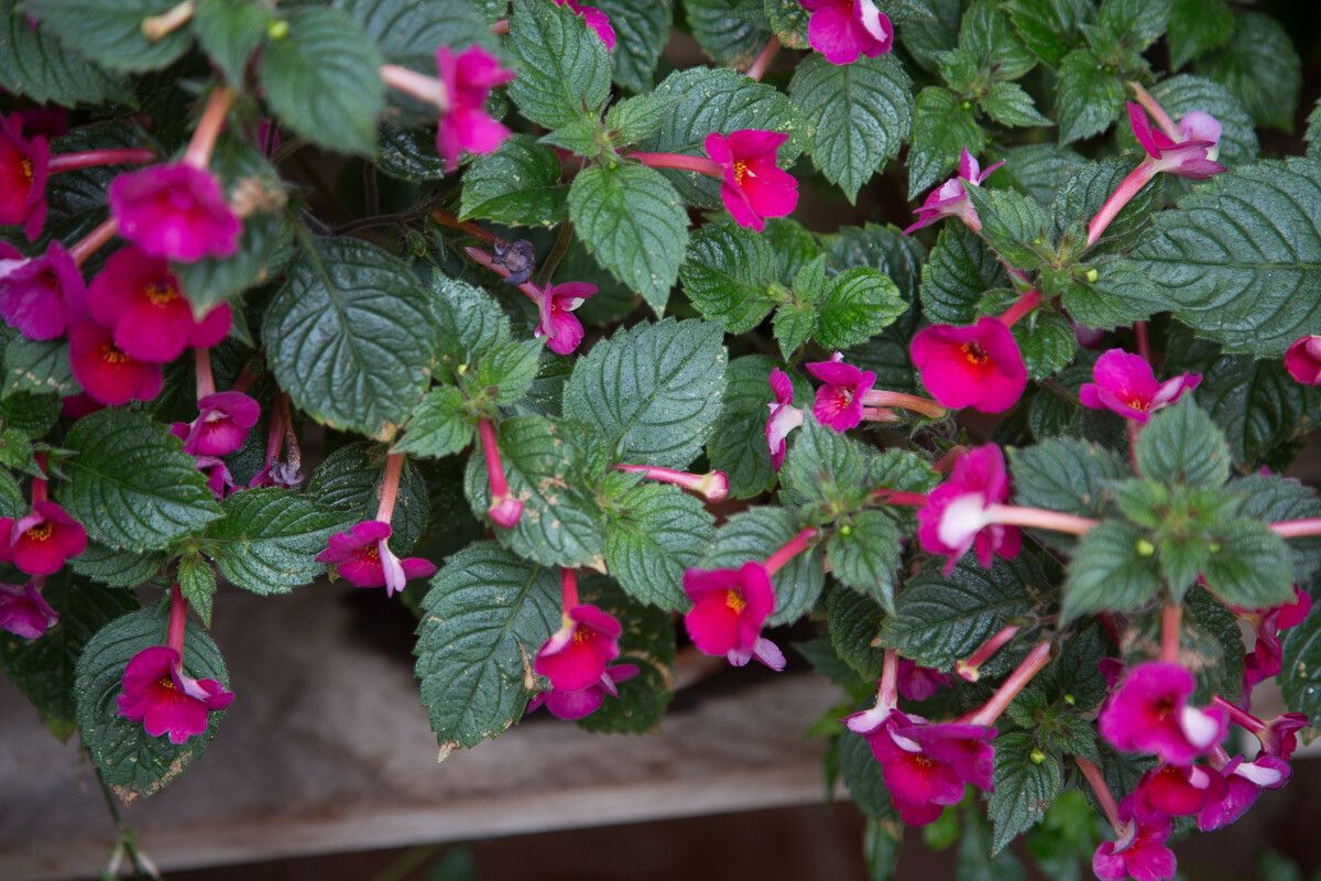 Achimenes grandiflora flower