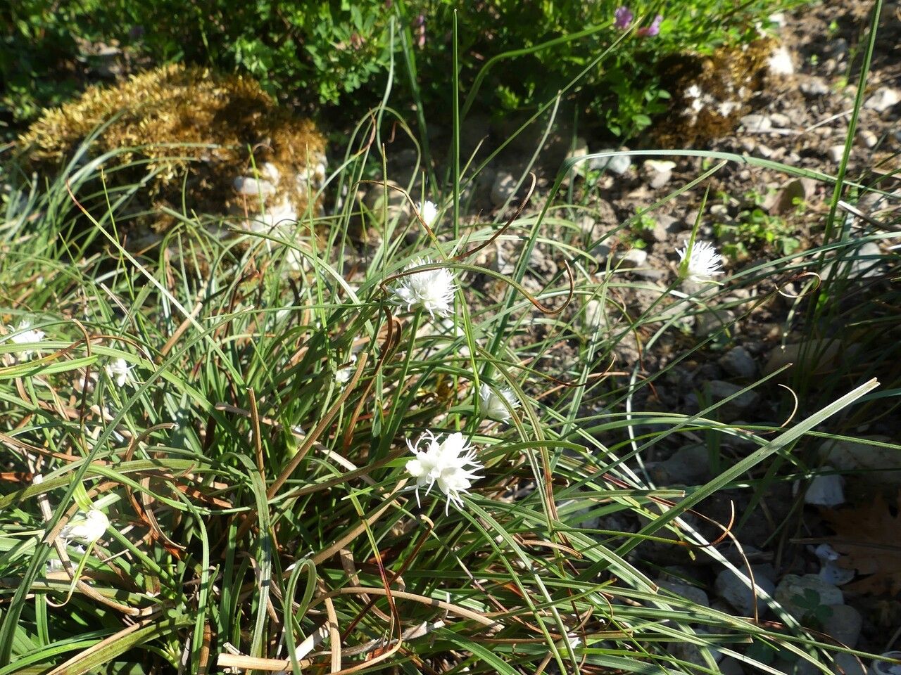 Carex baldensis other