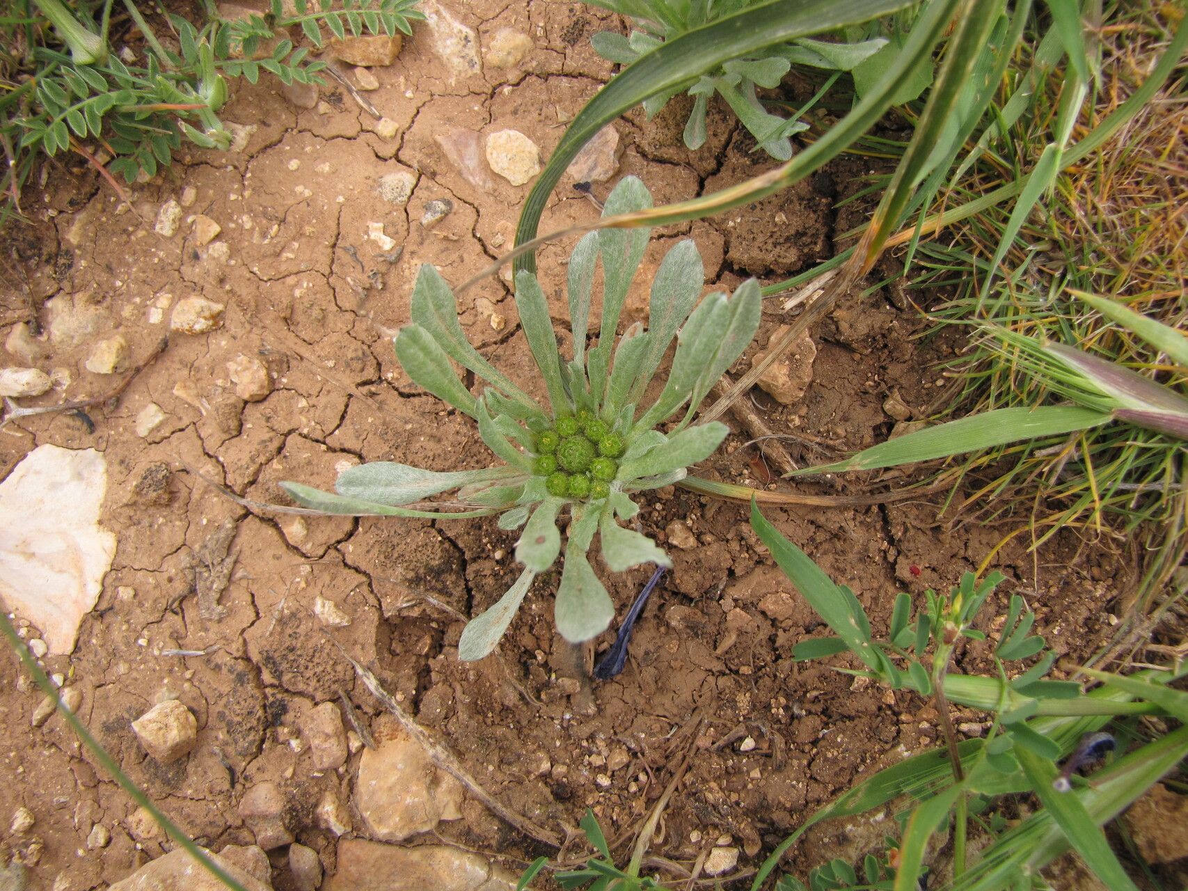 Filago contracta habit
