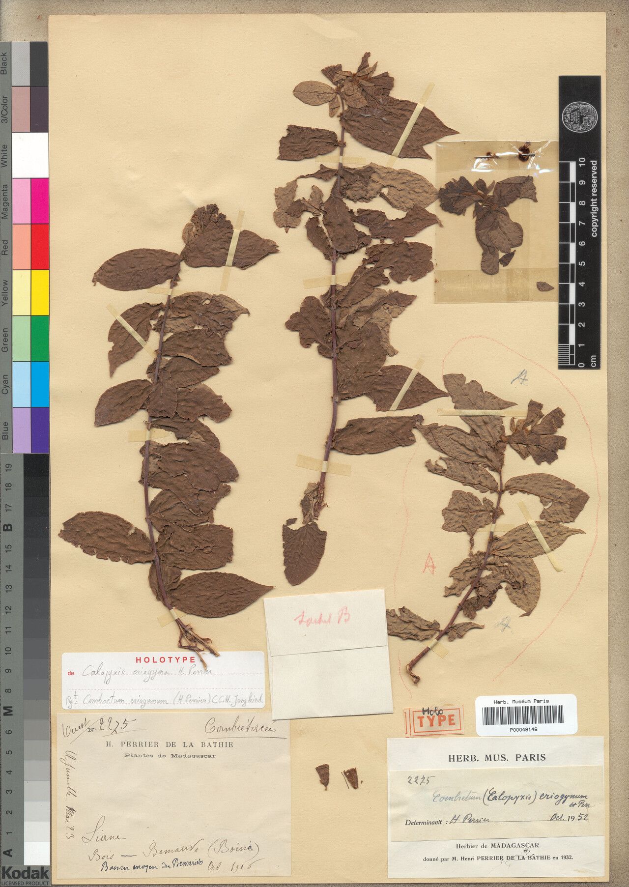 Combretum eriogynum — houseplant care guide