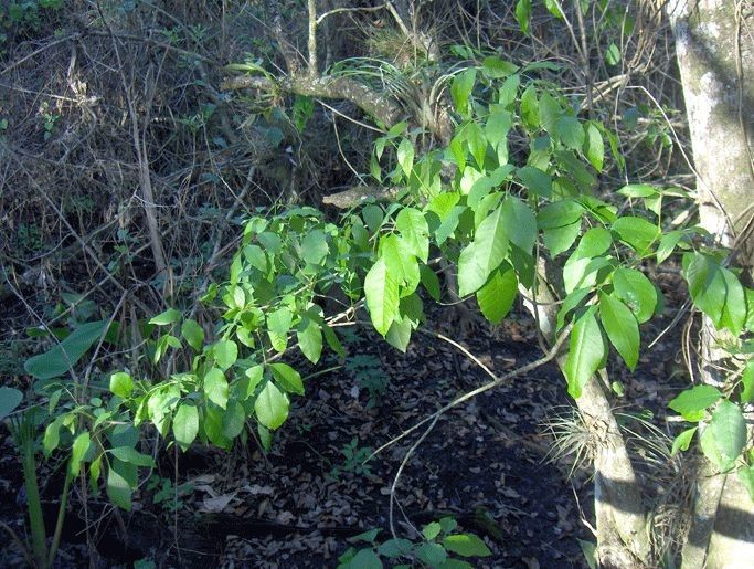 Piscidia piscipula habit