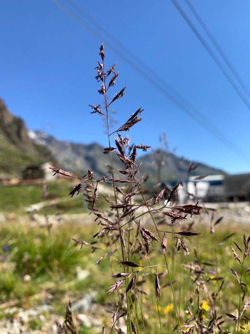 Agrostis alpina — related species from the same genus
