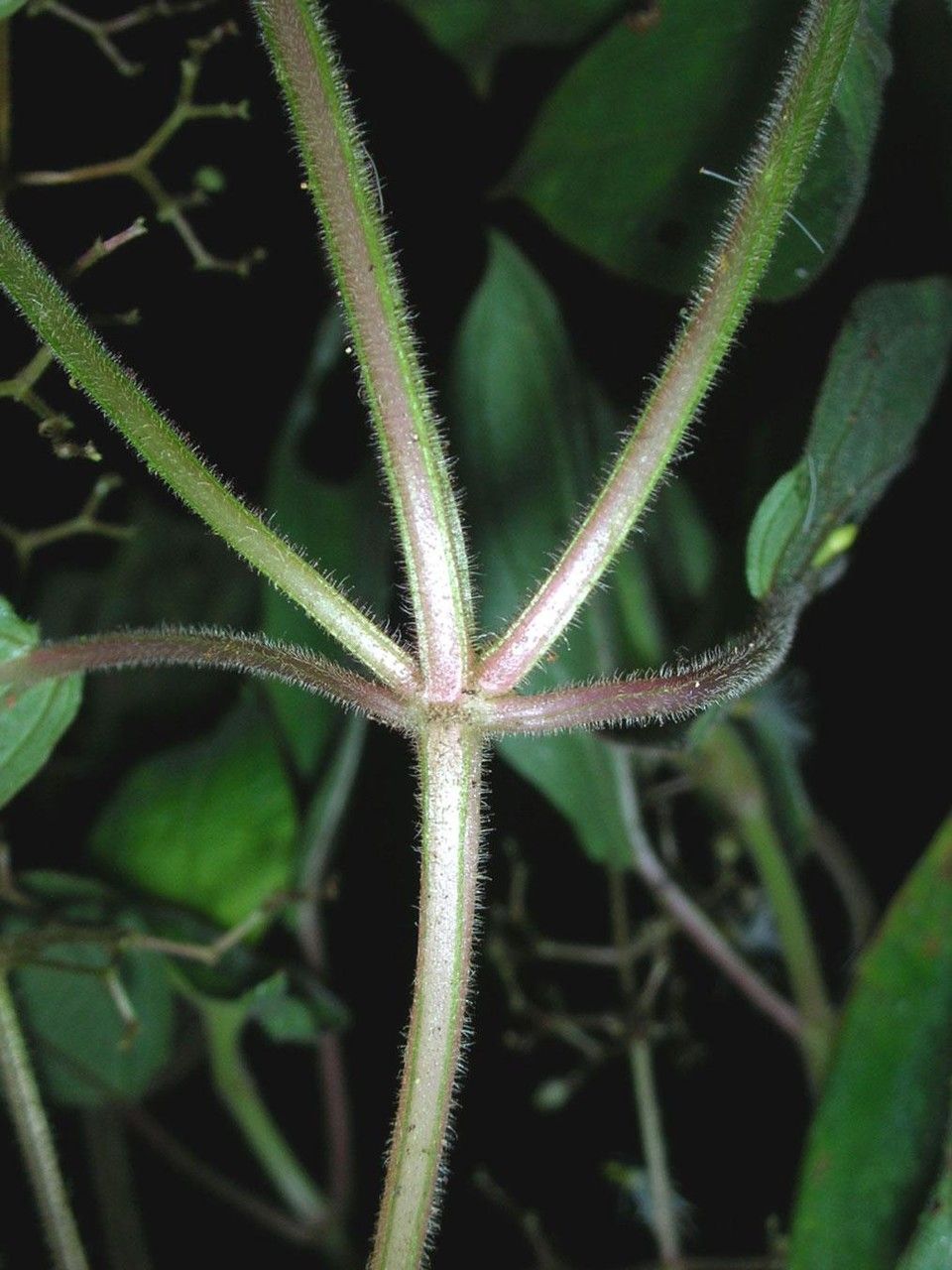 Aciotis indecora bark