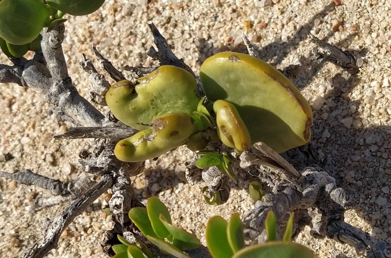 Portulaca granulatostellulata — houseplant care guide