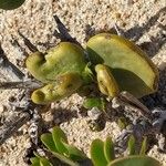 Portulaca granulatostellulata