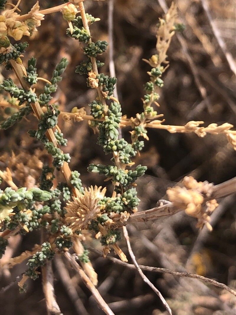 Salsola vermiculata leaf