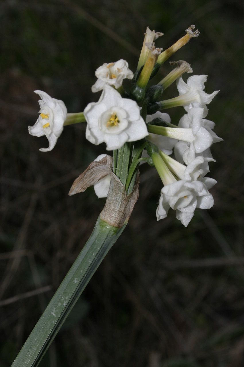 Narcissus pachybolbus flower