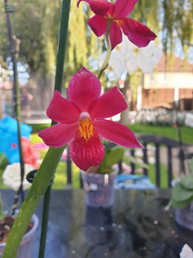 Cattleya wittigiana flower
