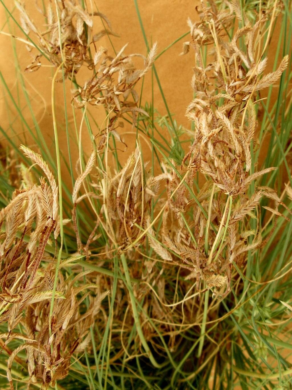 Cyperus conglomeratus fruit