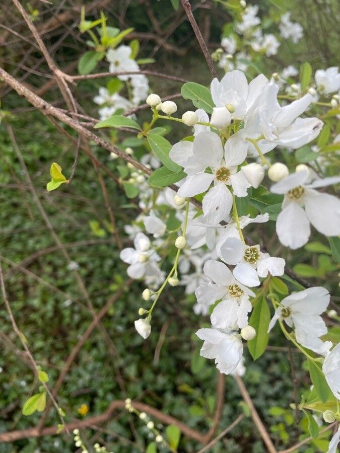 Exochorda × macrantha flower